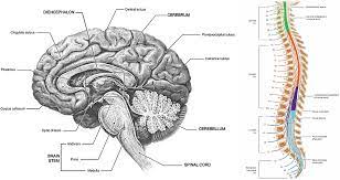 In addition to bone, the cns is surrounded by connective tissue membranes. Central Nervous System Cns Springerlink
