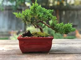 Liste Mit Bonsai Fur Anfanger Tipps Zur Pflege Um Haufige Fehler Zu Vermeiden Bonsai Bonsai Pflege Pflanzen