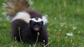Adventures with Skunks (2.5-4 yrs old)