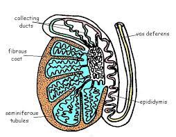 The Anatomy And Physiology Of Animals Reproductive System Worksheet Worksheet Answers Wikieducator