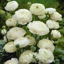 Ranunculus Asiaticus White 20 Flower Bulbs Buy Online Order Now Bulb Flowers Flowers Flower Garden