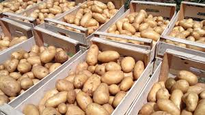 Check spelling or type a new query. Con Le Restrizioni Gli Svizzeri Fanno Incetta Di Patate Gazzettasvizzera Org