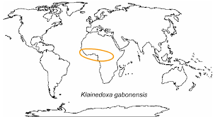 Image result for Klainedoxa