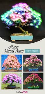 Check spelling or type a new query. 50 Off Egrow 20pcs Acacia Tree Seeds Colorful Albizia Julibrissin Tree Seed Indoor Bonsai Tree Planting Plant Indoor Bonsai Tree Trees To Plant Bonsai Tree