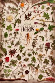 Medicinal Herbs Chart Herb Chart Herbal Teas Culinary