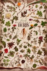 medicinal herbs chart herb chart herbal teas culinary