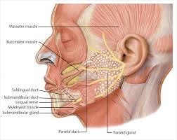 The parotid duct, or stenson duct, is the major duct of the parotid gland, which is the major doctor vs, rafii a, enepekides dj, tollefson tt. 12 Salivary Gland Ductal Diversion Botulinum Toxin Injection And Salivary Ductal Ligation Ento Key