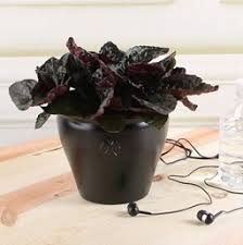 Snow white purple waffle plant | plants, plant care. Purple Waffle Plant Costa Farms