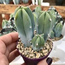 Some cactus plants, like barrel types, produce smaller new. Myrtillocactus Geometrizans Giromagi Cactus Succulents Cactus Garden Blue Candle Cactus