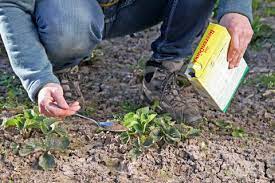 Sobald die vegetationsperiode beginnt und die pflanzen austreiben, werden nährstoffe benötigt. Erdbeeren Dungen So Geht Es Richtig Mein Schoner Garten