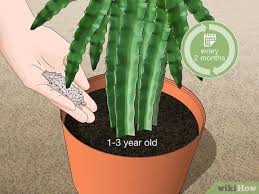 Hylocereus undatus a cactus tree with delicious tropical fruit! 6 Easy Ways To Fertilize Dragon Fruit Wikihow