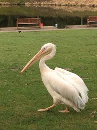 Pelikan Im Grugapark Essen Pelikan Vogel Tiere Grugapark Essen