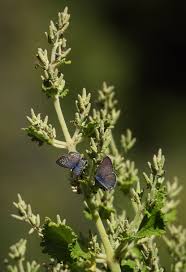 Image result for Satyrium schimperi