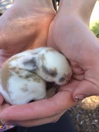 Holland Lop Mini Rex Mix Just Like My Bunny I M Getting In July Cute Bunny Dwarf Bunnies Cute Animals