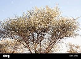 Image result for Acacia mellifera