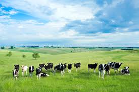 Maybe you would like to learn more about one of these? Cow Farm Wallpapers Top Free Cow Farm Backgrounds Wallpaperaccess
