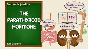 Image result for Parathyroid Hormone