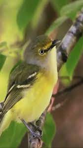 Sweet Morning Song Keep Save It Video Downloader Online Mp4 Mp3 Funny Animal Videos Funny Birds Animals Beautiful