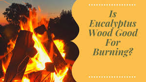 Maybe you would like to learn more about one of these? Burning Eucalyptus Firewood Is Eucalyptus Wood Good For Burning