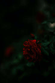 550 Dark Rose Pictures Download Free Images On Unsplash