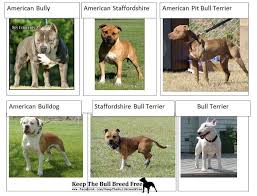 Pitbull Breeds Chart Www Bedowntowndaytona Com