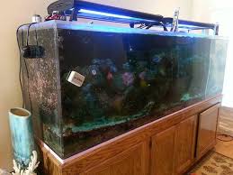 As adults they will need a 300 gallon tank. 300 Gallon Aquarium For Sale 1800 Stamford Ct Giant Aquariums
