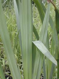 Image result for Iris pseudacorus