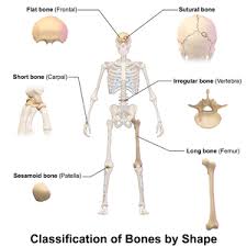 Fats provide an energy reserve for the body, and. Bone Wikipedia