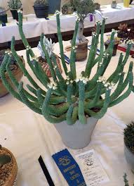 Pin By David Kurtz On Euphorbias In Pots Euphorbia Succulents Botanical