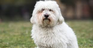 Cotons de tulear, named for the seaport town of tulear, were once the preferred lapdog the coton de tulear's akc breed standard begins with a tantalizing assertion: Coton De Tulear Caractere Sante Alimentation Prix Et Entretien