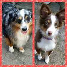 We strive for excellence in breeding & raising these precious little pups. Noble Custom Mini Australian Shepherd Ranch Home Facebook