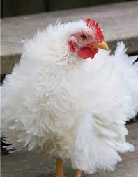 Bantam and standard cochin chicken origin. Assorted Frizzle Cochin Bantam Pickering Valley Feed Farm Store
