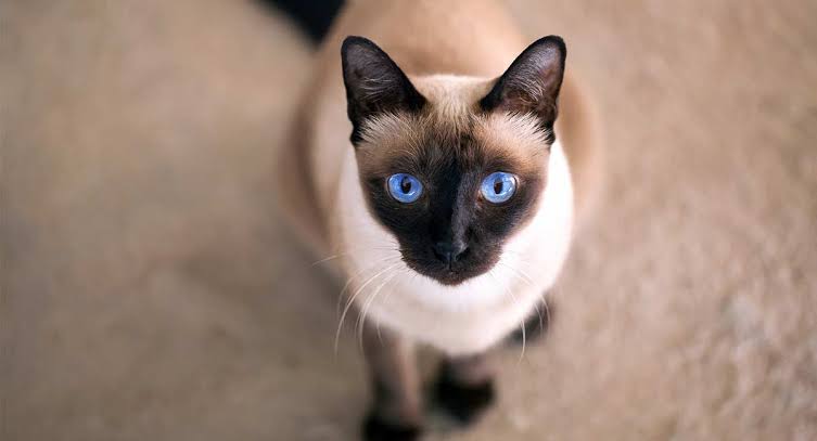 Mga resulta ng larawan para sa Siamese Lilac Point breed cat"