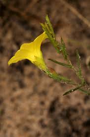 Image result for Xenostegia tridentata