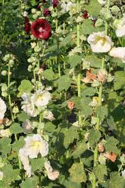 Image result for Alcea rosea