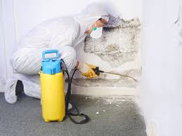 Mold Remediation Expert