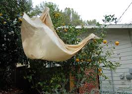 See more ideas about plants, planting flowers, house plants indoor. Meyer Lemon Tree Planket 1 Sofia V Gonzalez