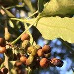 Image result for Searsia gueinzii