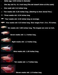 Beta Grow Breeding Betta Fish Betta Fish Care Betta Aquarium