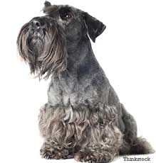 Image result for ČESKÝ TERIÉR