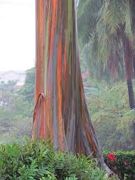 Rainbow Eucalyptus Tree