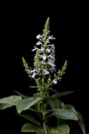 Image result for Mostuea hirsuta