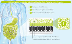 Durchfall Nach Antibiotika Tipps Und Massnahmen Nutrimmun