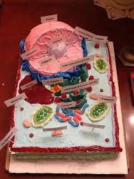 Place the green oval onto the cytoplasm. 20 Plant Cell Model Ideas Your Students Find Them Interesting Plant Cell Project Edible Cell Project Cell Model Project