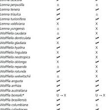 Image result for Wolffiella welwitschii