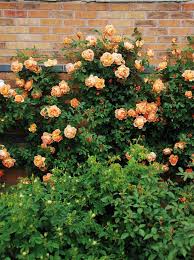 Zephirine drouhin, blossomtime and new dawn.old climbing rose video: 10 Beautiful Easy To Grow Climbing Roses For Your Garden Hgtv