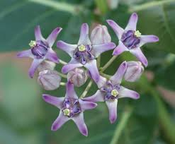 Image result for Diclis reptans