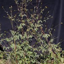 Image result for Bidens biternata