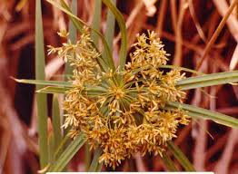 Image result for Cyperus clavinux
