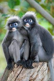Dusky Leaf Monkeys Nature Animals Animals Weird Animals